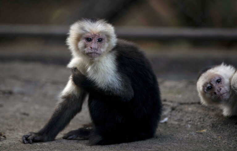 Μαϊμούδες ζωολογικού κήπου απέκτησαν το δικό τους... Netflix!
