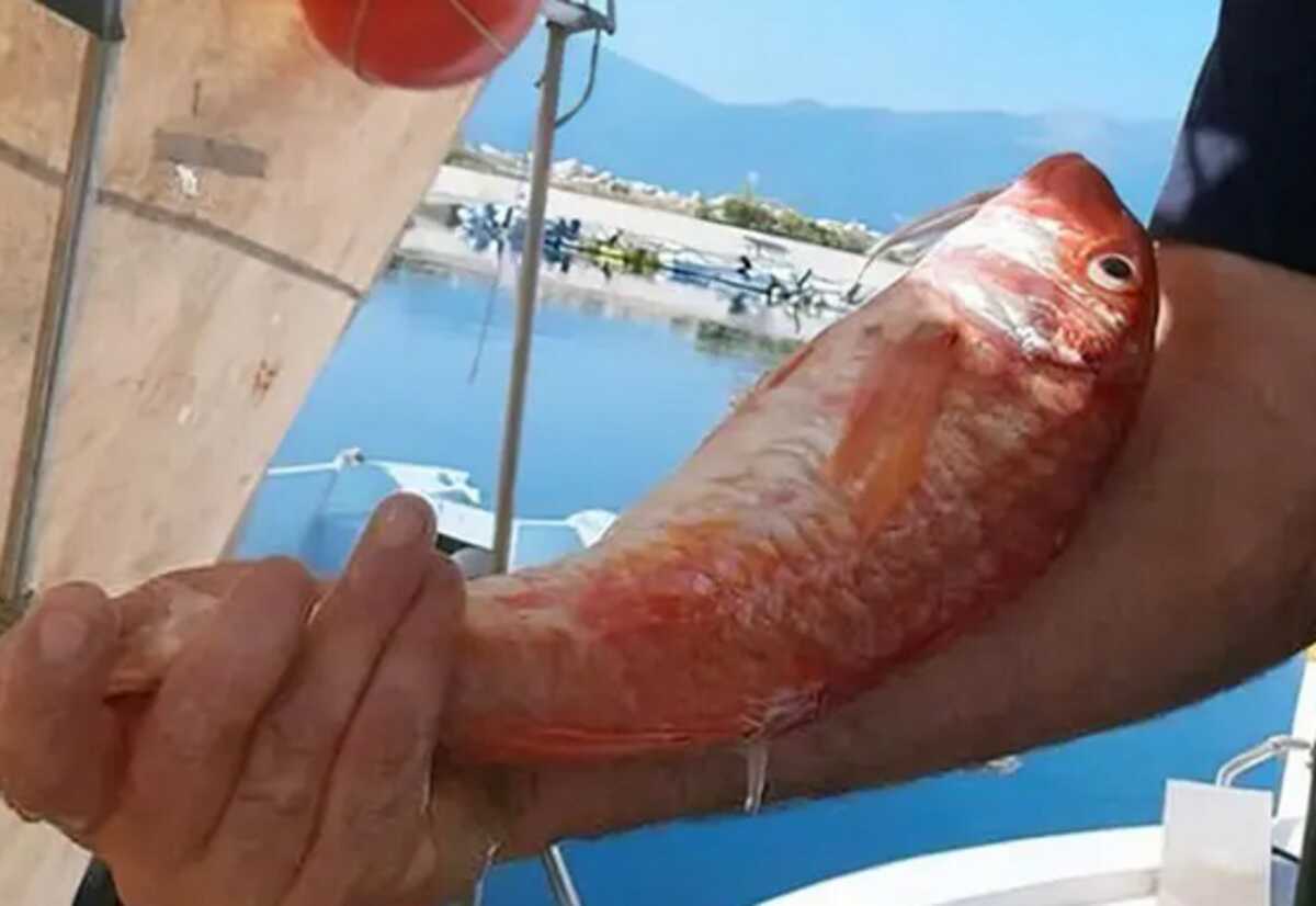 Πρέβεζα: Αυτό είναι το μπαρμπούνι που έπιασε ψαράς στο Ιόνιο και το κοιτούσε με έκπληξη για ώρα