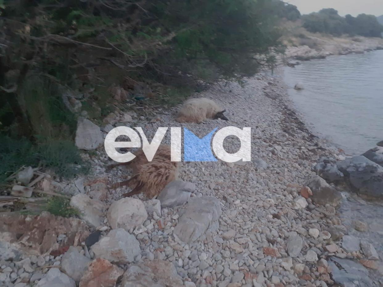 Εύβοια: Νεκρό ολόκληρο κοπάδι πρόβατα σε παραλία, μετά το θάνατο του βοσκού