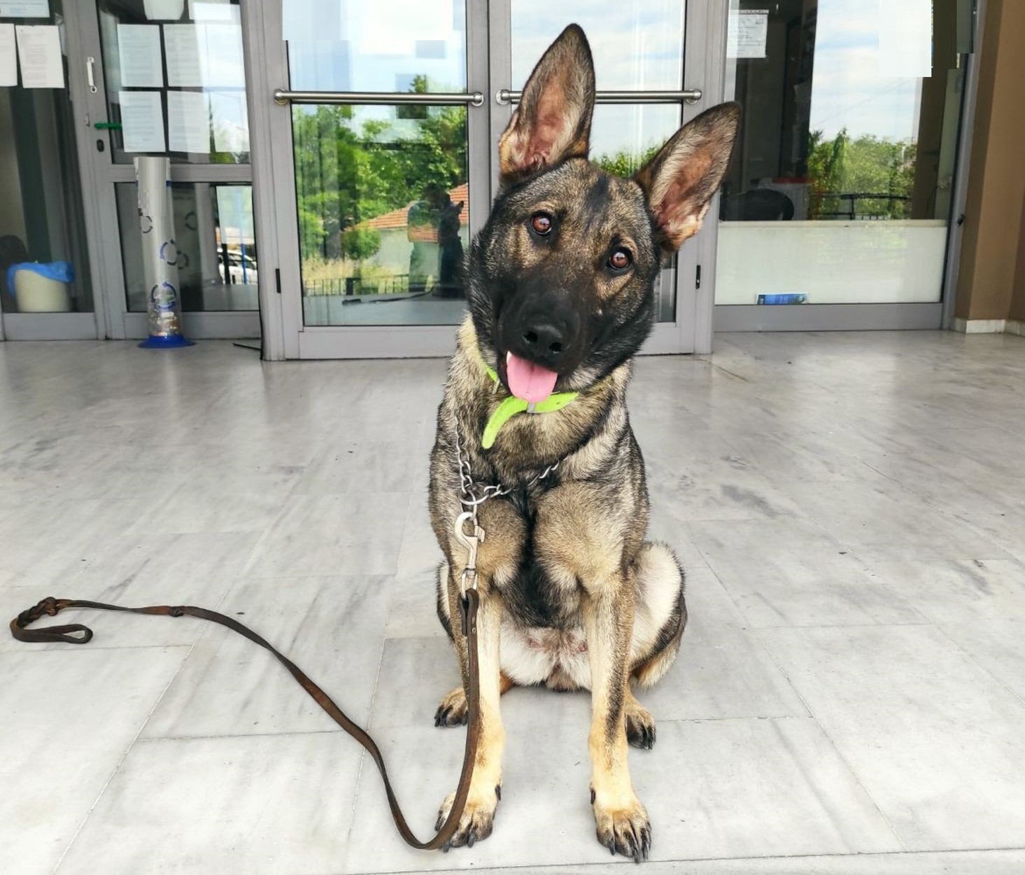 Σέρρες: Η σκυλίτσα Ρόξι ξετρύπωσε 200 γραμμάρια ηρωίνης και 3,3 γραμμάρια κοκαΐνης