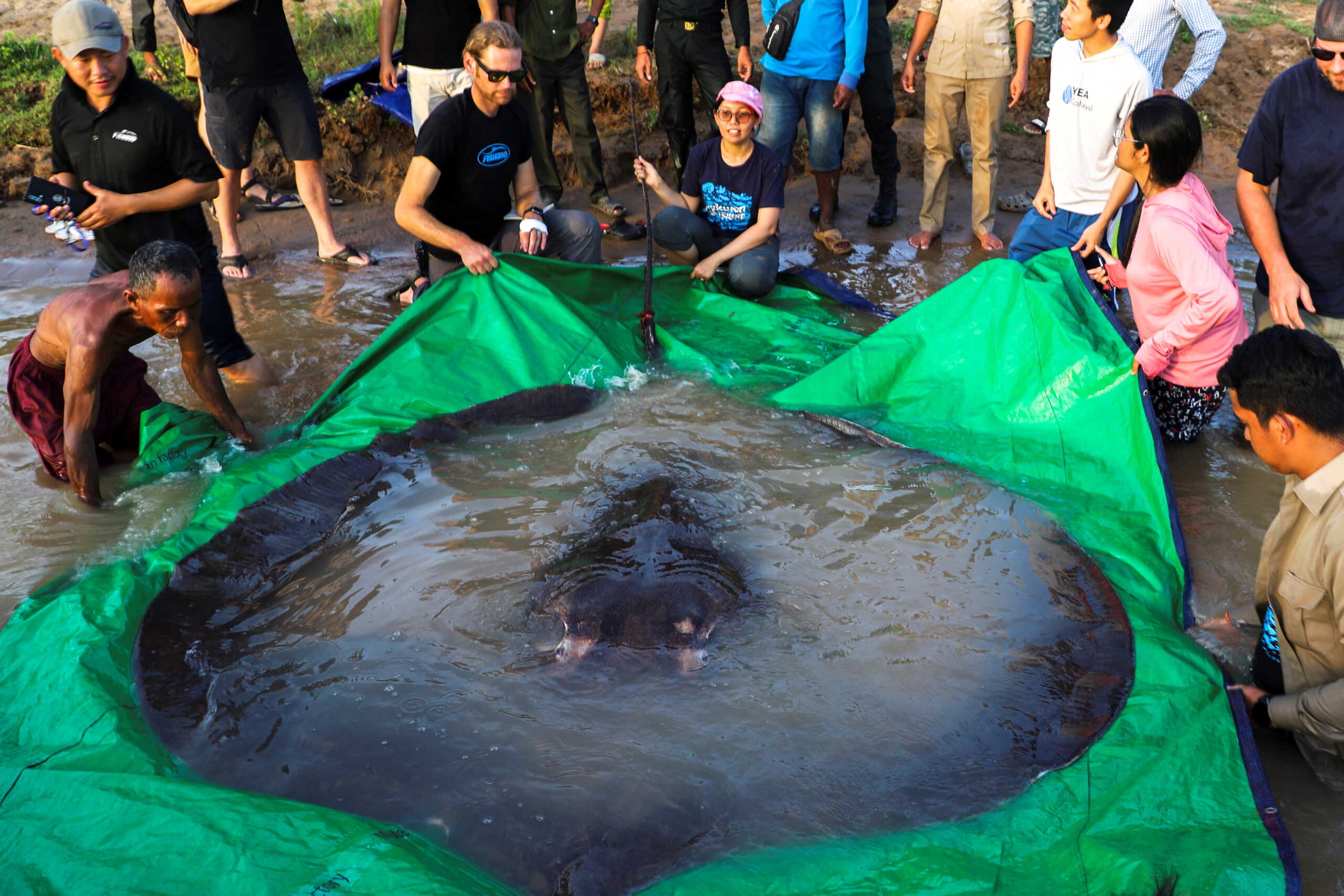 The world's biggest freshwater fish, a giant stingray, that weighs 661 pounds (300 kilograms) is pictured with International scientists, Cambodian fisheries officials and villagers at Koh Preah island in the Mekong River south of Stung Treng province, Cambodia June 14, 2022. Picture taken with a drone on June 14, 2022. Chhut Chheana