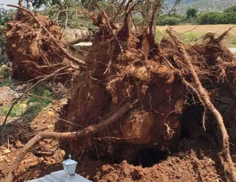 Σέρρες: Ξεριζώθηκαν ολόκληρα δέντρα στην κακοκαιρία εξπρές - Δείτε τι έμεινε μετά θυελλώδεις ανέμους
