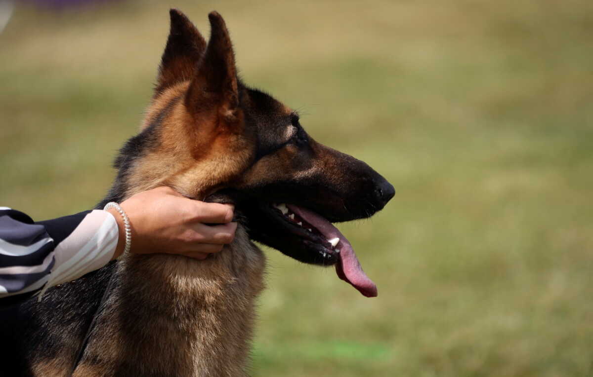 Βόλος: Σκότωσε αδέσποτο σκύλο με φόλα αλλά οι κάμερες ασφαλείας ξεσκέπασαν τον ίδιο και το έγκλημα