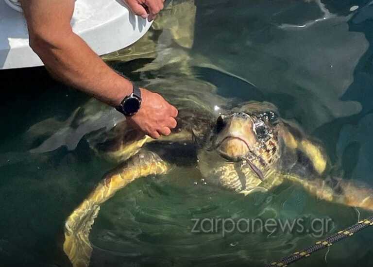 Χανιά: Ταϊζει κάθε μεσημέρι αυτή τη θαλάσσια χελώνα – Δείτε τις εικόνες από το Παλιό Λιμάνι
