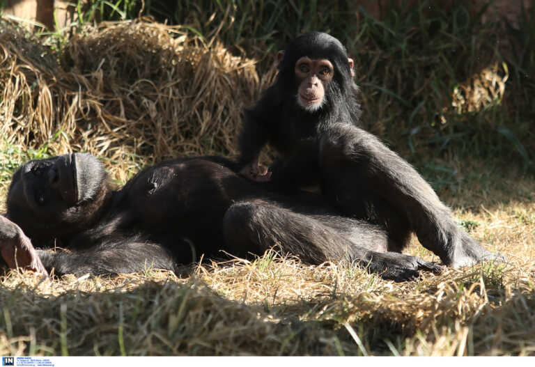 Σάλος στα social media για τον χιμπατζή που θανατώθηκε στο Αττικό Πάρκο και συγκέντρωση διαμαρτυρίας