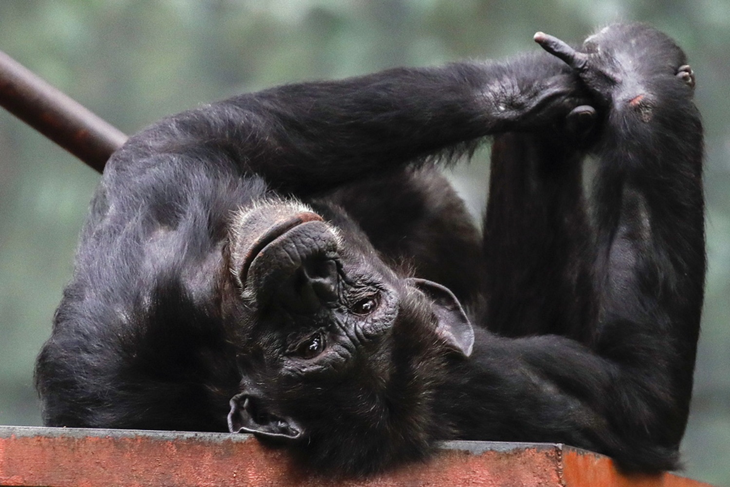 «Το να ζει ένας χιμπατζής σε πάρκο είναι σαν να ζει ένας άνθρωπος σε ασανσέρ»