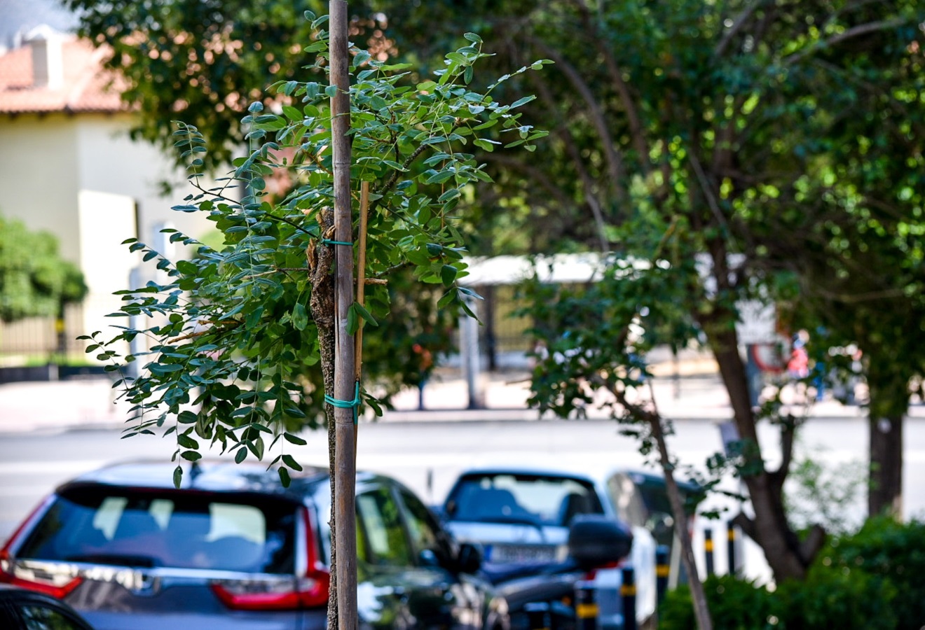 Δήμος Αθηναίων: Περισσότερα από 3700 δέντρα στην Αθήνα μέσα σε 2,5 χρόνια
