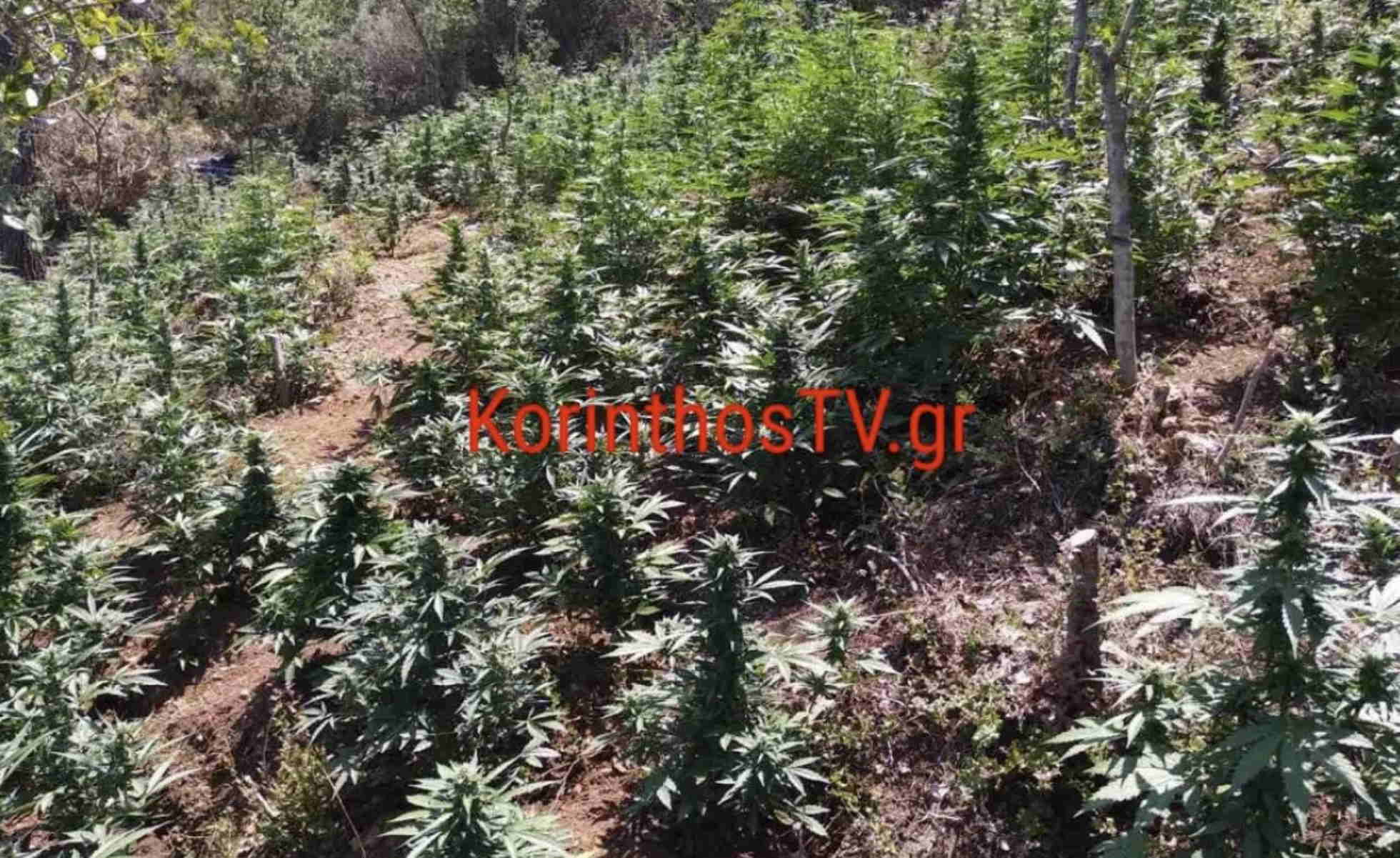 Κόρινθος: Μεγάλη φυτεία με 1.210 δενδρύλλια κάνναβης – Συνελήφθη ένας 36χρονος