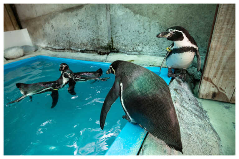 Ιαπωνία: Ενυδρείο «έκοψε» λόγω ακρίβειας τα ακριβά ψάρια σε πιγκουίνους και τώρα... δεν τρώνε