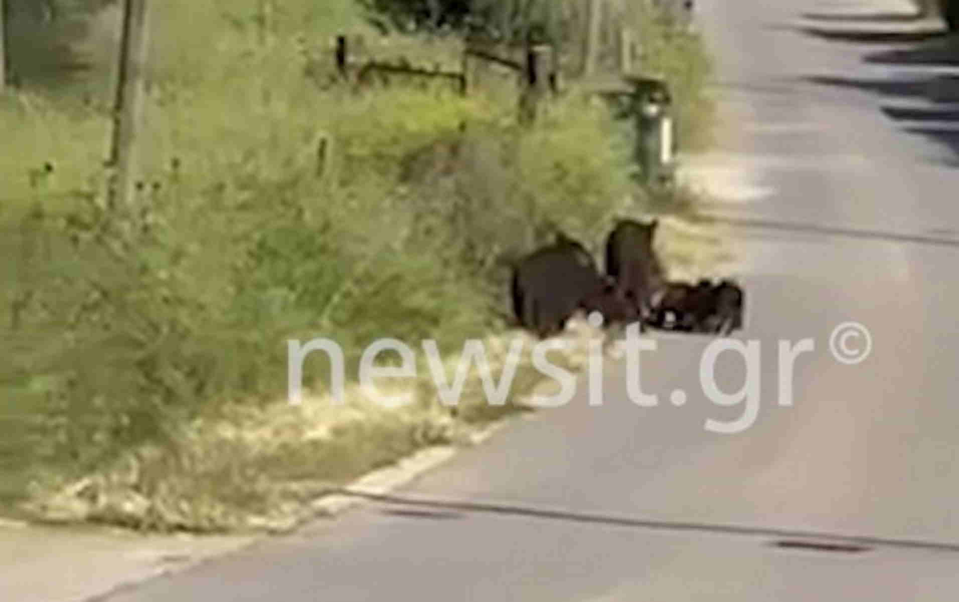 Τραγωδία στο Κιλκίς: Τι φέρνει τα αγριογούρουνα στις πόλεις, ακόμα και στην Αττική