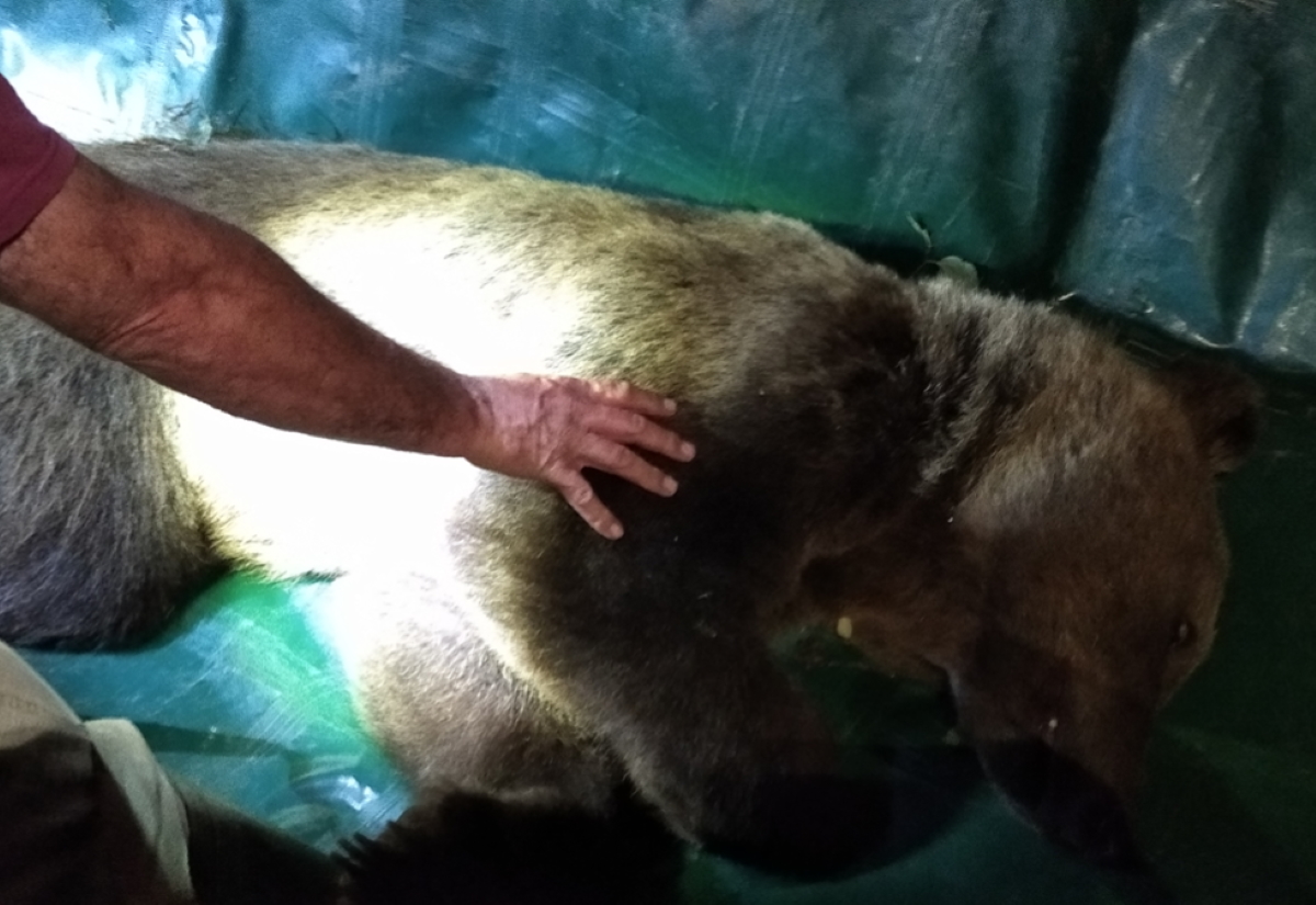 Καστοριά: Αρκούδα «έκανε βόλτες» κοντά στην πόλη – Μεταφέρθηκε στο Γράμμο