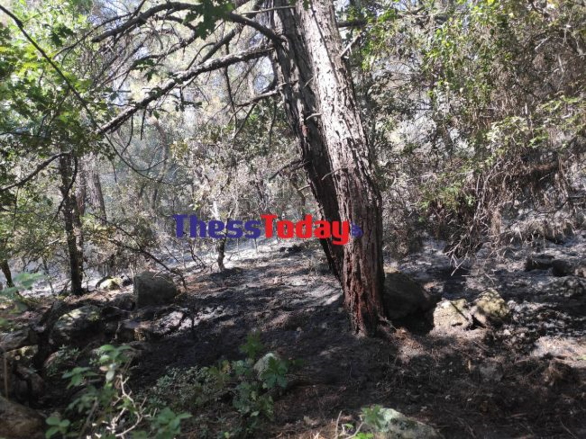 Φωτιά στον Έβρο: Αποκαρδιωτικές εικόνες από το παρθένο δάσος της Δαδιάς που τυλίχτηκε στις φλόγες
