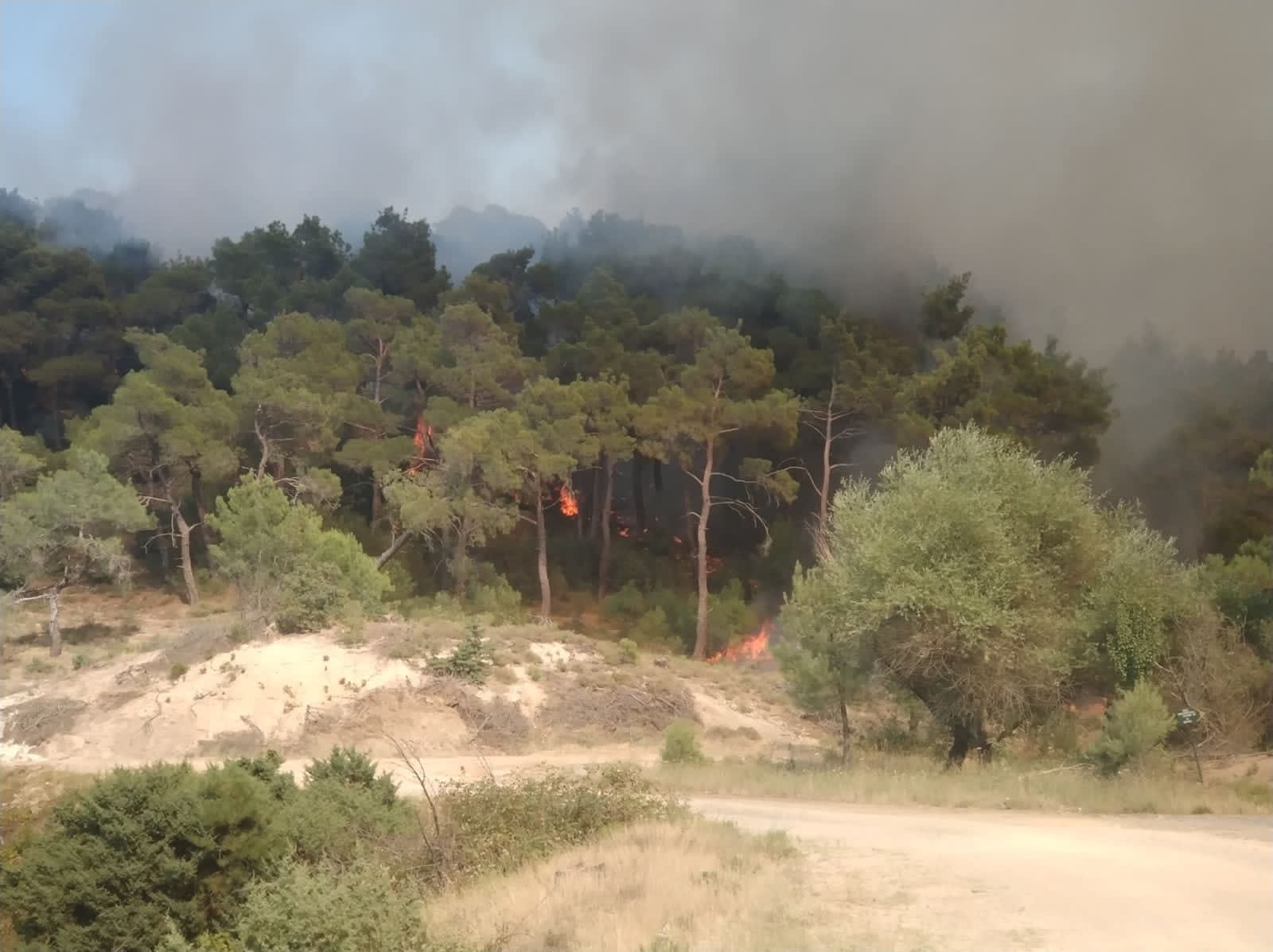 Φωτιά στον Έβρο: «Δύσκολη η κατάσταση στο δάσος της Δαδιάς» – Στις φλόγες ο επίγειος παράδεισος