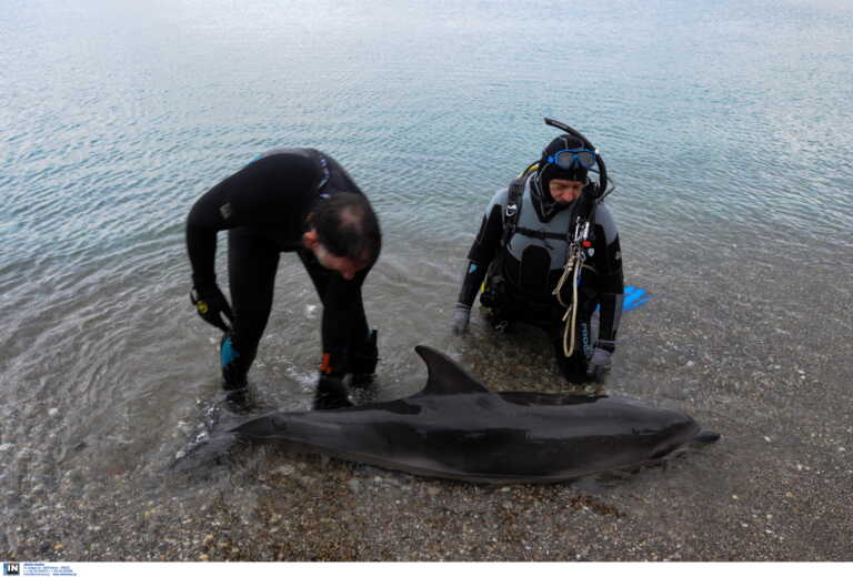 Κόρινθος: Νεκρό δελφίνι εντοπίστηκε στην παραλία Κοκκωνίου