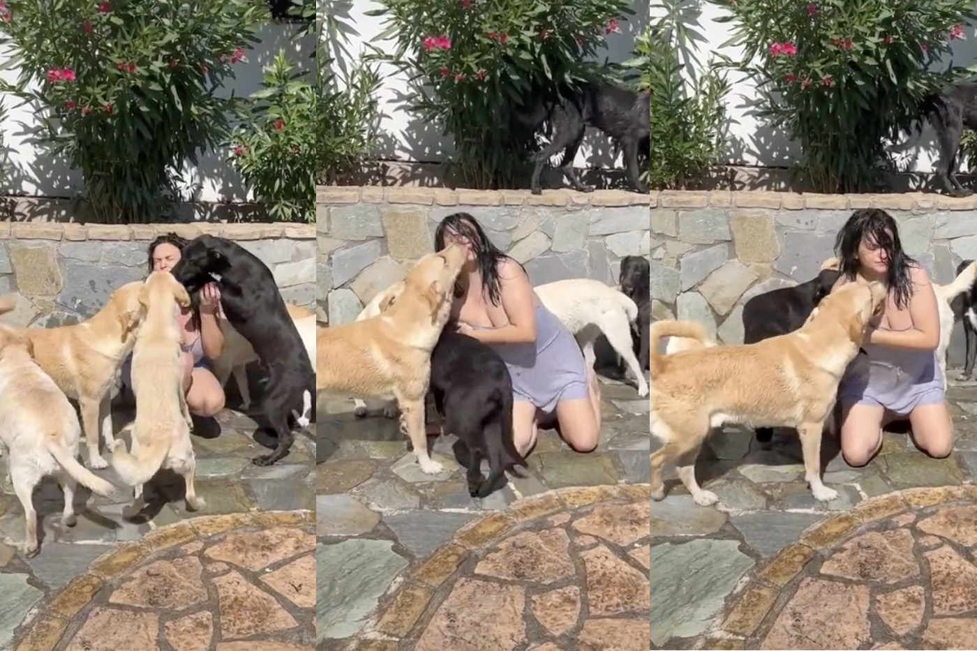 Η Δήμητρα Κατσαφάδου προσπαθεί να κάνει μπάνιο τα σκυλιά της