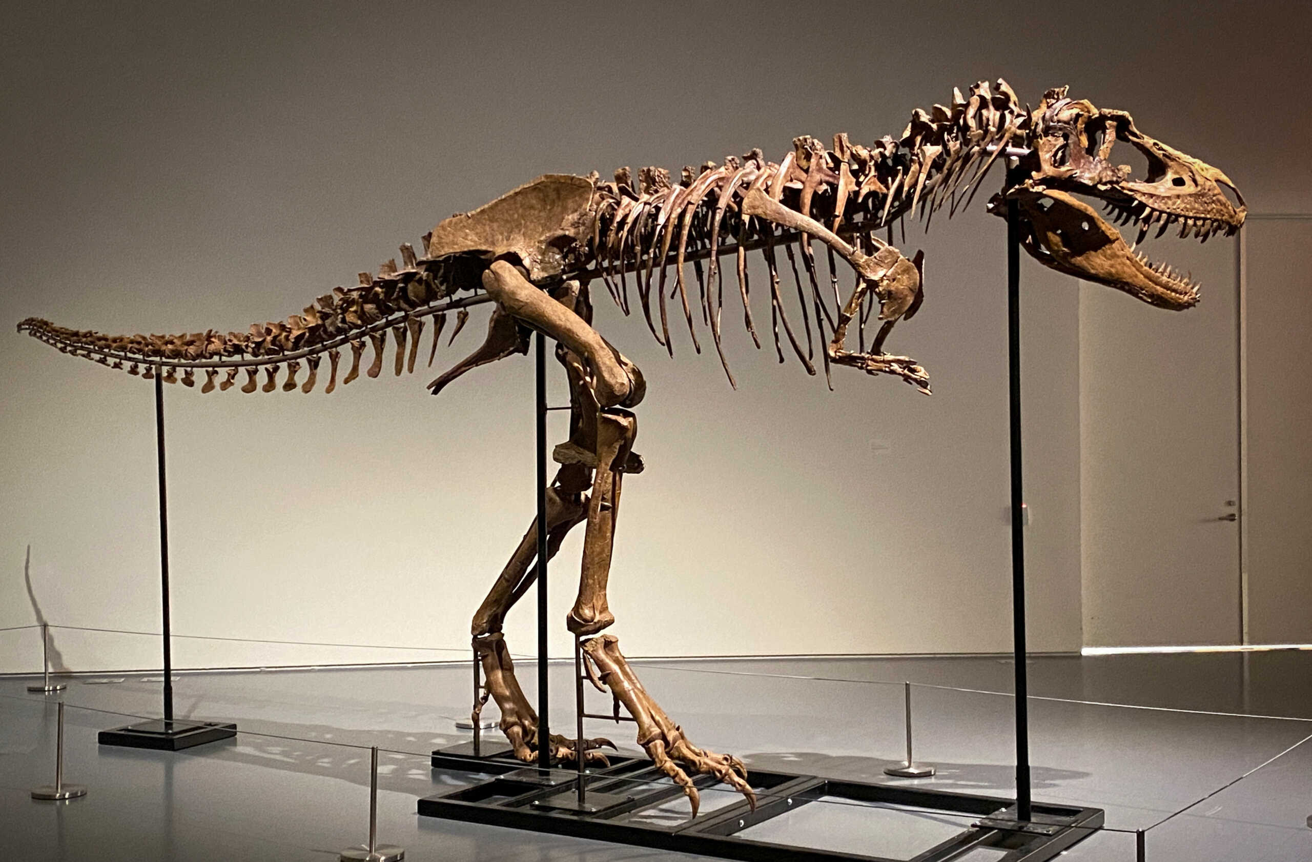 ΗΠΑ: Πουλήθηκε σε δημοπρασία σκελετός δεινοσαύρου έναντι 6,1 εκατομμυρίων δολαρίων