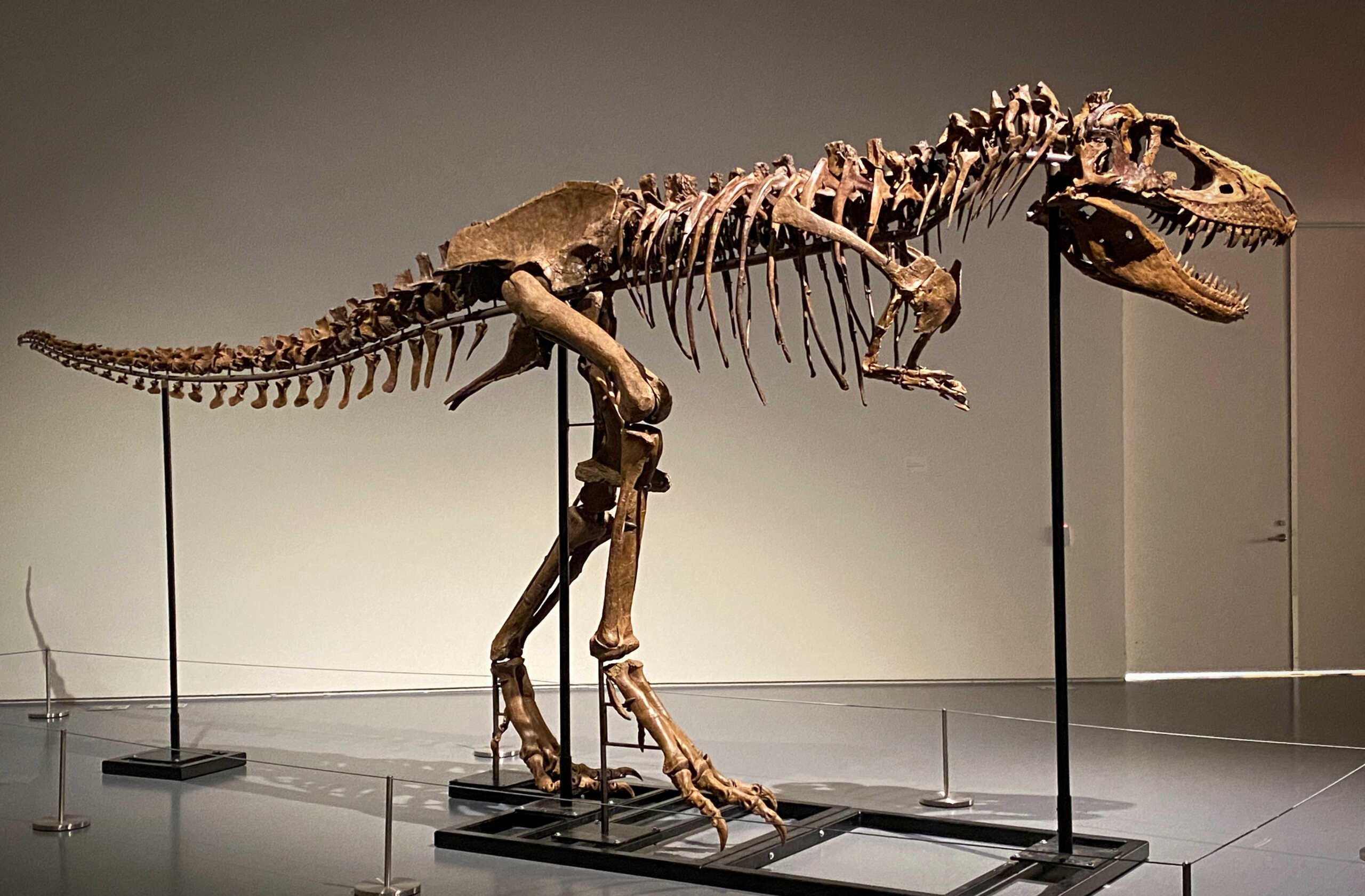 A recently discovered skeleton of a Gorgosaurus dinosaur,  goes on display ahead of auction by Sotheby's in New York City, U.S., July 5, 2022. REUTERS