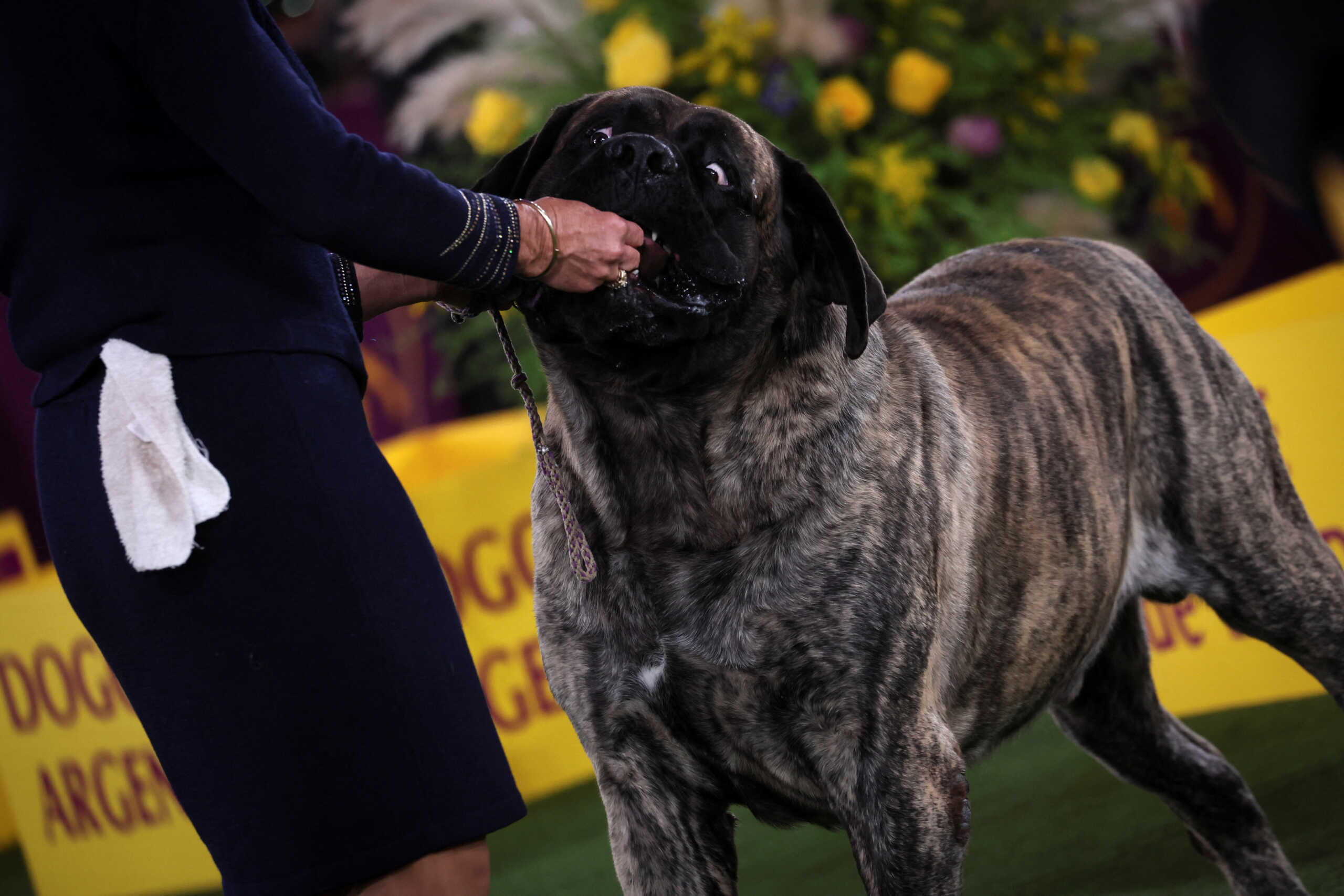 A handler feeds a treat to a Mastiff dog during judging in the Working Group at the 146th Westminster Kennel Club Dog Show at the Lyndhurst Estate in Tarrytown, New York, U.S., June 22, 2022. REUTERS