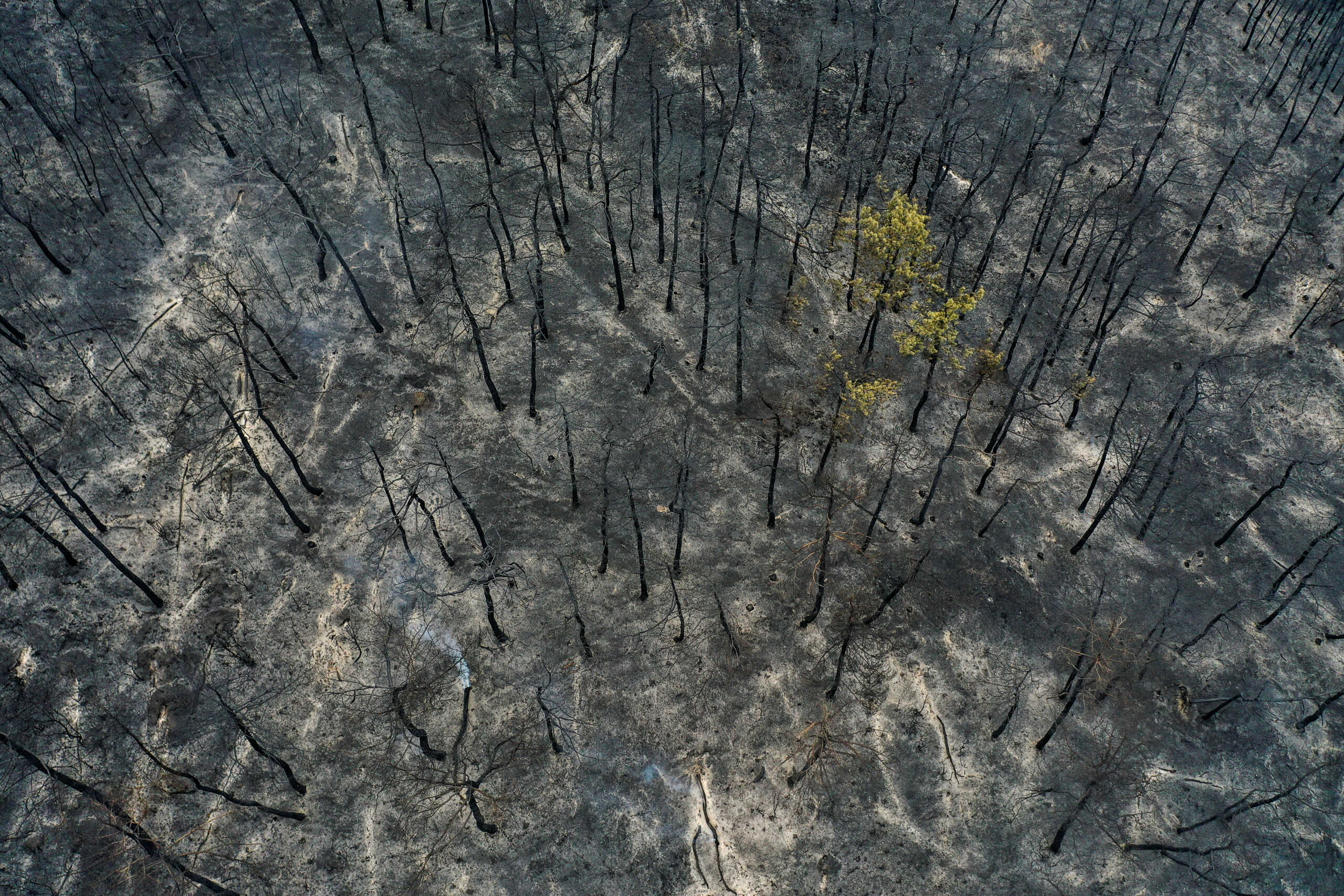 Φωτιά στη Δαδιά: «Δακρύζω με τη μαυρίλα – Κάηκε το 23% του δάσους» λέει ο δήμαρχος