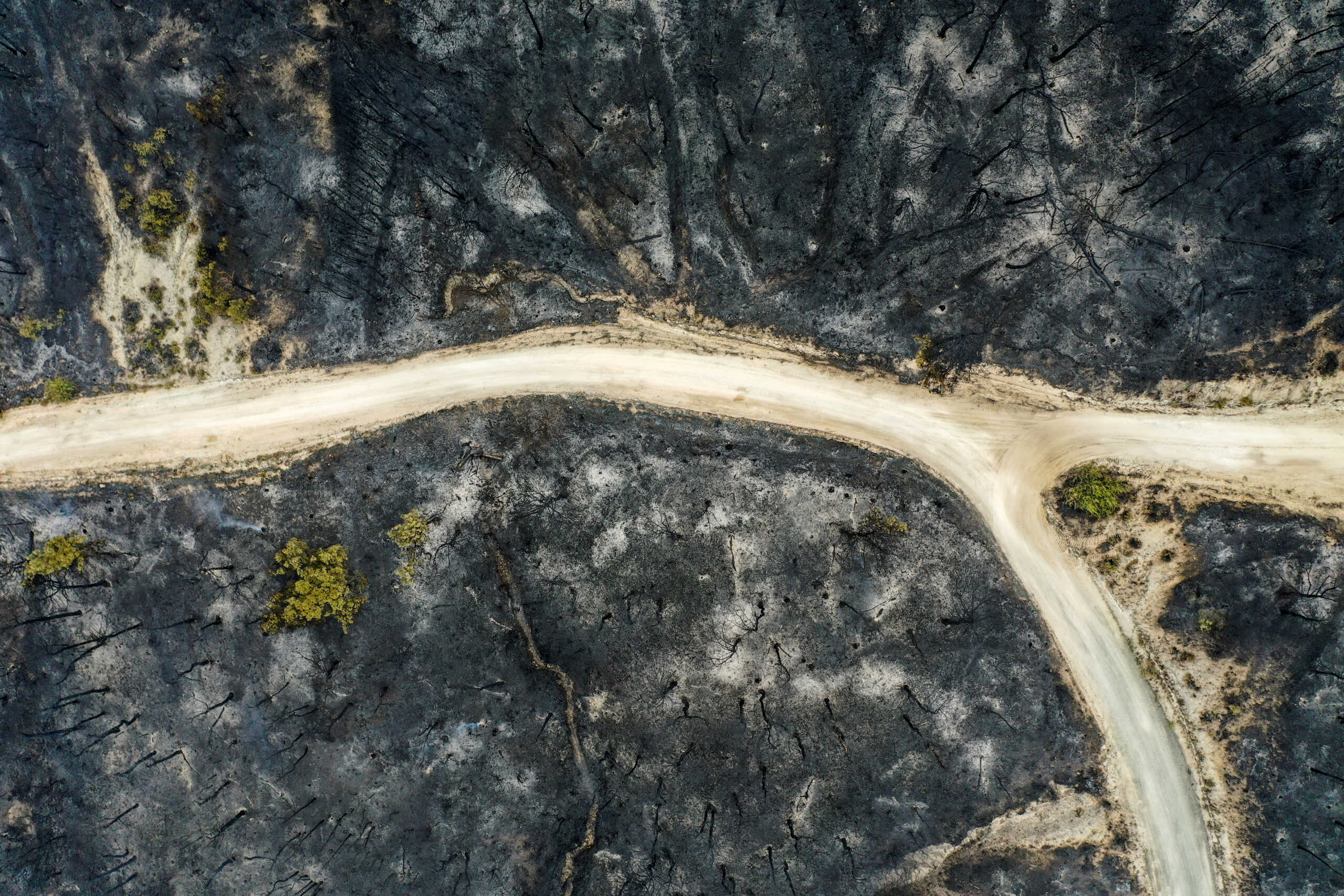 Φωτιά στη Δαδιά: «Από τις μεγαλύτερες οικολογικές καταστροφές στην Ελλάδα – Αδύνατο να αποκατασταθεί πλήρως η ζημιά»