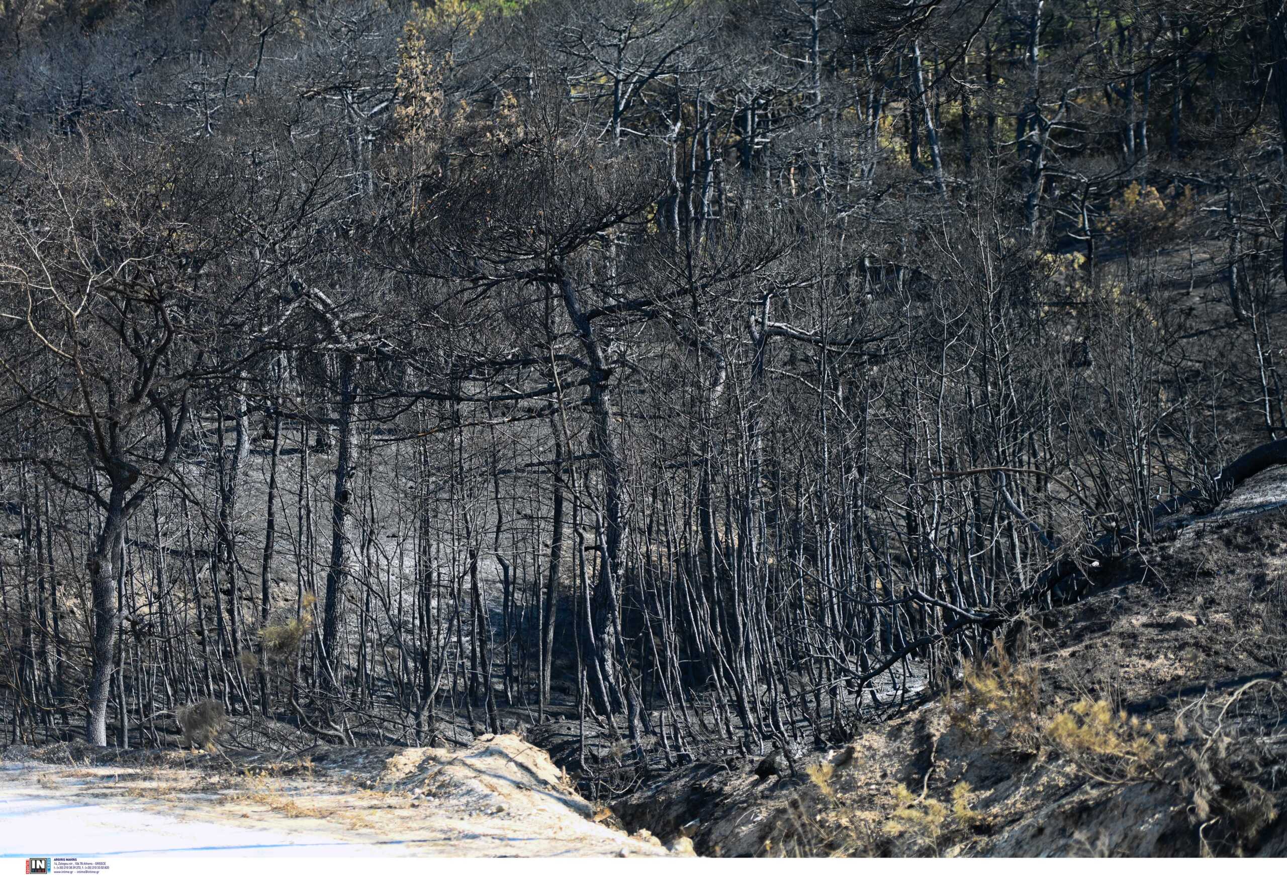 Σε ύφεση η φωτιά στην περιοχή Λίμνη Δασίου στο Ξυλόκαστρο