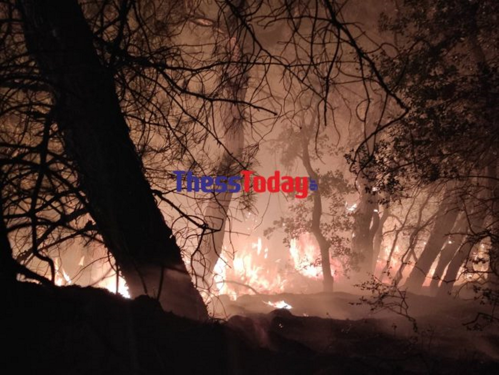 Φωτιά στον Έβρο: Τρίτη μέρα μάχη με τις φλόγες στο δάσος της Δαδιάς – Πολλά τα πύρινα μέτωπα
