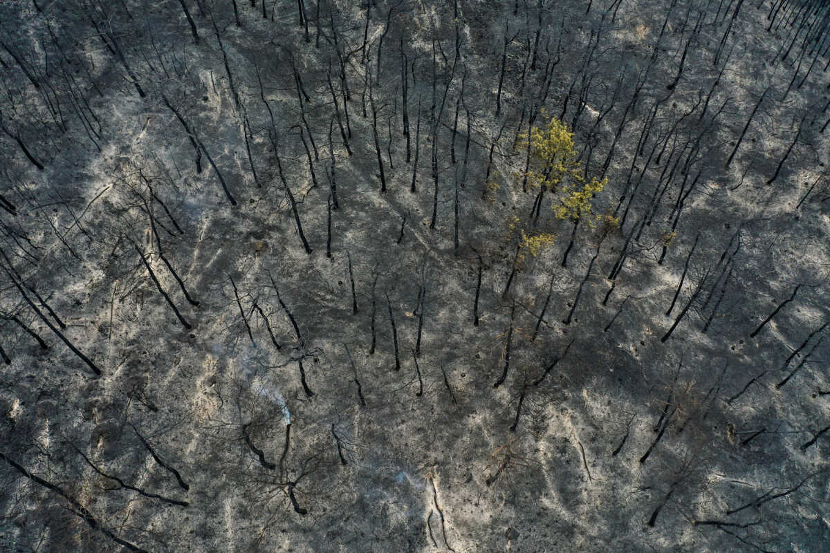 Φωτιά στη Δαδιά: «Από τις μεγαλύτερες οικολογικές καταστροφές στην Ελλάδα – Αδύνατο να αποκατασταθεί πλήρως η ζημιά»