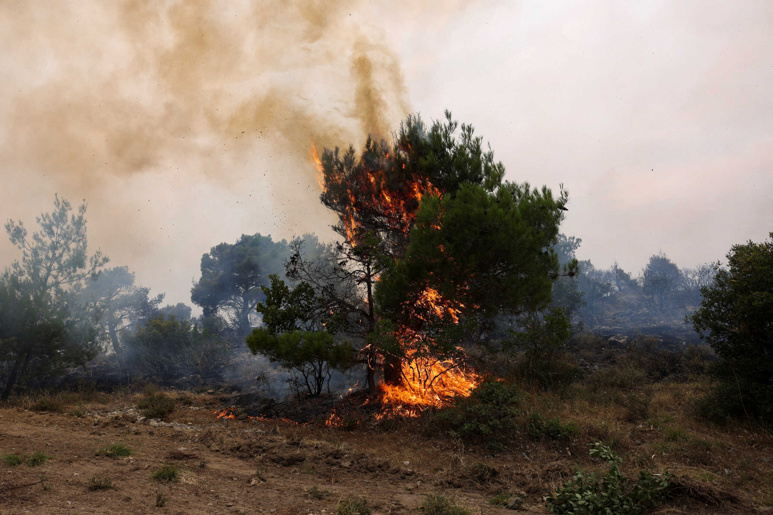 Trees are engulfed in flames as wildfire burning a forest area near the village of Dadia, in the region of Evros, Greece, July 25, 2022. REUTERS