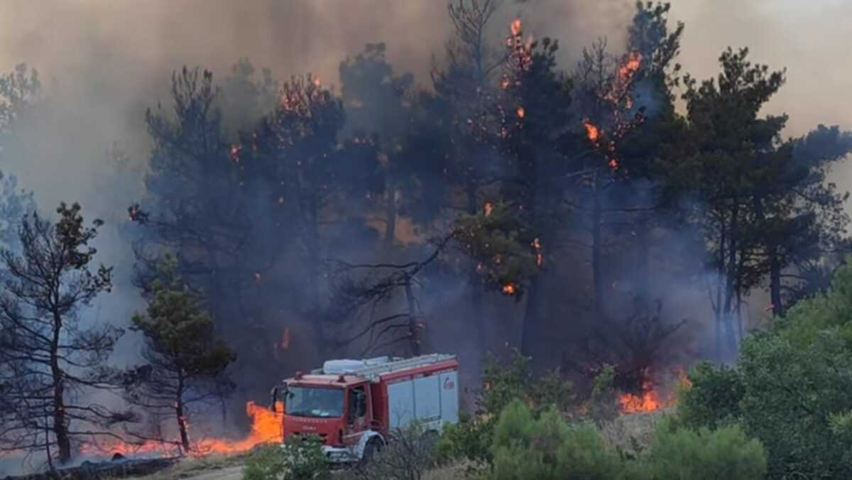 Φωτιά στο δάσος της Δαδιάς στον Έβρο: Σπεύδουν επιστήμονες για τα σπάνια είδη που απειλούνται