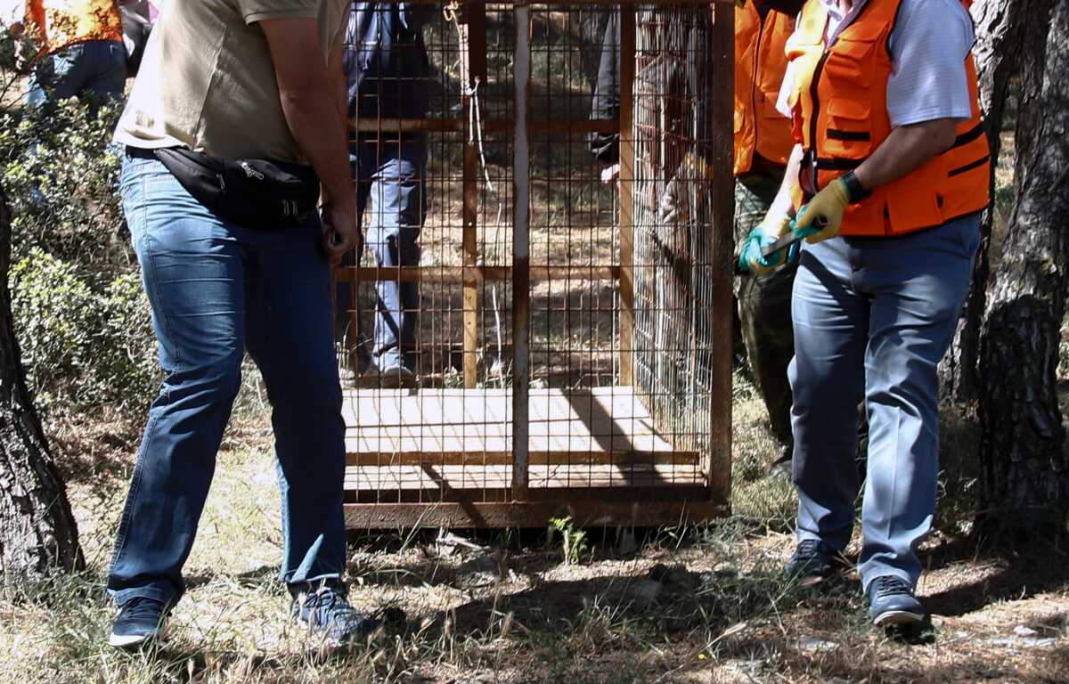 Έτσι θα μειωθούν τα θανατηφόρα τροχαία με αγριογούρουνα – Τι προτείνει καθηγητής του ΑΠΘ