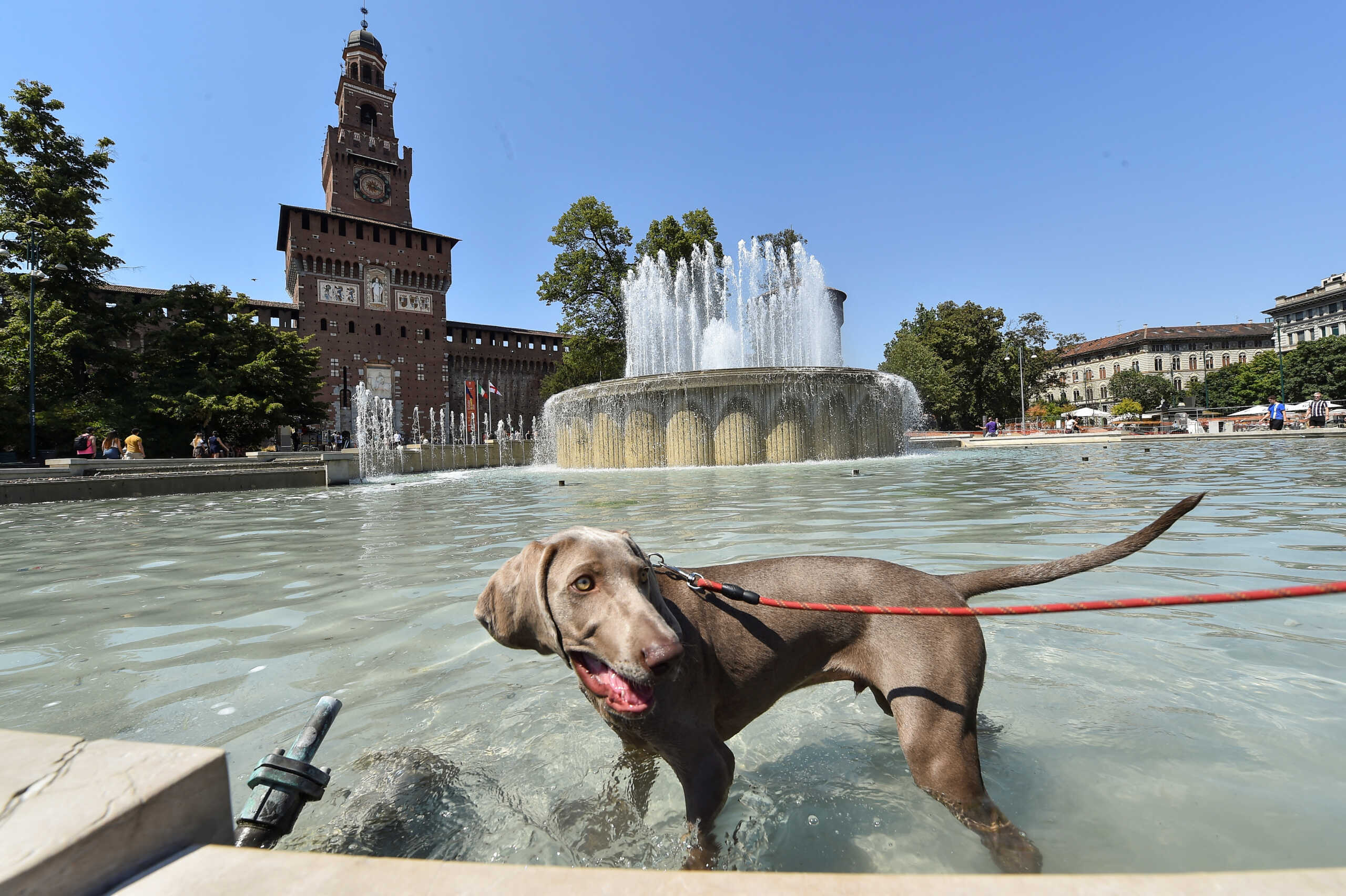 A dog stands in the water cooling off in Castello Sforzesco fountain, as temperatures soar during a heatwave in Milan, Italy, July 21, 2022. REUTERS