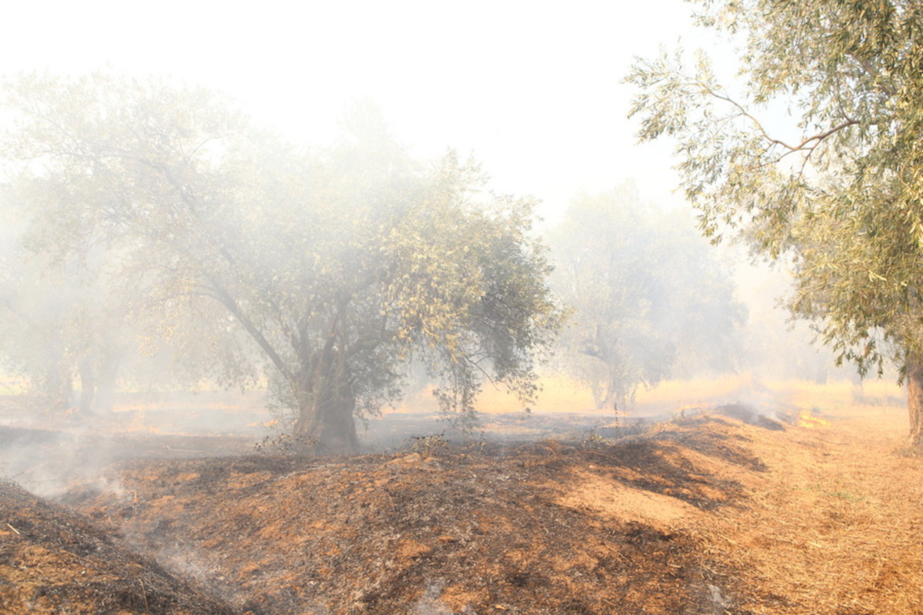 Φωτιά στην Ιτέα: «Έχει ελεγχθεί πλήρως η κατάσταση» λέει ο Δήμαρχος – Καταστροφές στον μεγάλο παραδοσιακό ελαιώνα
