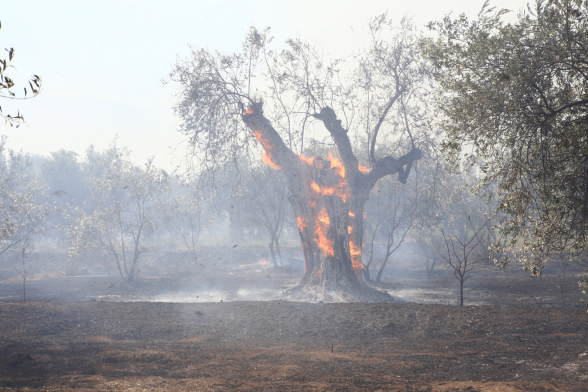 Φωτιά καίει ελαιόδεντρο μέσα στον ελαιώνα της Άμφισσας, Δευτέρα 04 Ιουλίου 2022. Ιδιαίτερα κρίσιμες περιγράφει τις εξελίξεις για την φωτιά στην 'Αμφισσα ο Αντιπεριφερειάρχης κ Γιώργος Δελμούζος. Ήδη η φωτιά κινείται προς όλες τις κατευθύνσεις βοηθούμενη από τους ισχυρούς ανέμους που πνέουν στην περιοχή και σύμφωνα με τον κ. Αντιπεριφερειάρχη "ήδη έχουν δημιουργηθεί δύο μεγάλα μέτωπα. Το ένα κινείται προς τον Προφήτη Ηλία και το δεύτερο προς την Ιτέα βοηθούμενα από τους ισχυρούς ανέμους". Η φωτιά βρίσκεται κυριολεκτικά μέσα στον ελαιώνα τον οποίο και καίει από την ώρα που εκδηλώθηκε. Από πολύ νωρίς μετακινήθηκαν στην περιοχή περισσότεροι από 50 άνδρες της πυροσβεστικής με 15 πυροσβεστικά οχήματα, ενώ στην μάχη μετέχουν 3 πεζοπόρα τμήματα και 5 αεροσκάφη. ΑΠΕ-ΜΠΕ