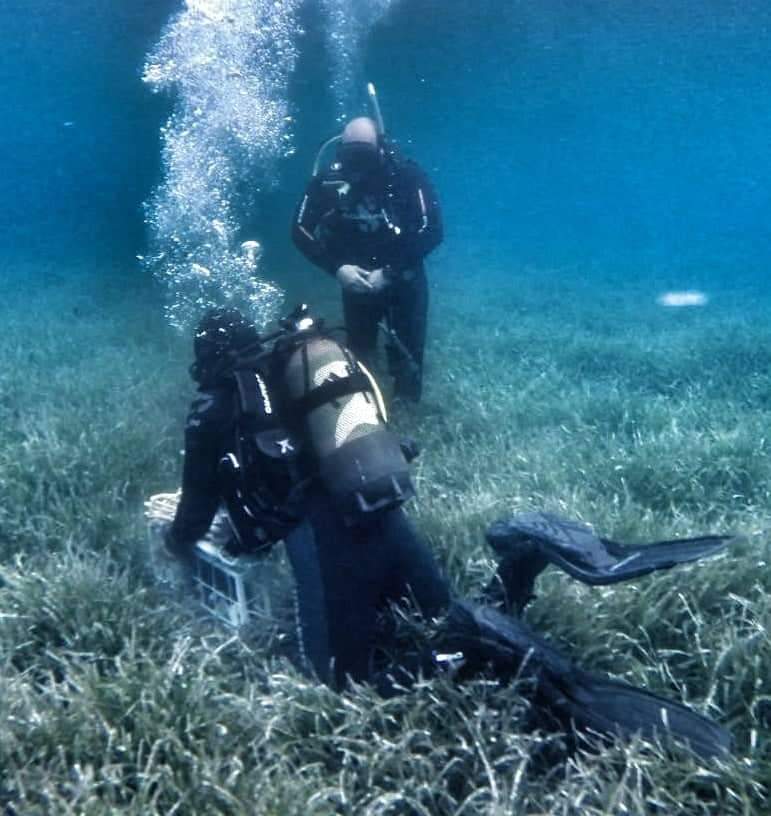 Στην Ιαπωνία συνοδεύουν το σούσι με κρασί από τον βυθό της Χαλκιδικής - ΠΕΡΙΕΡΓΑ