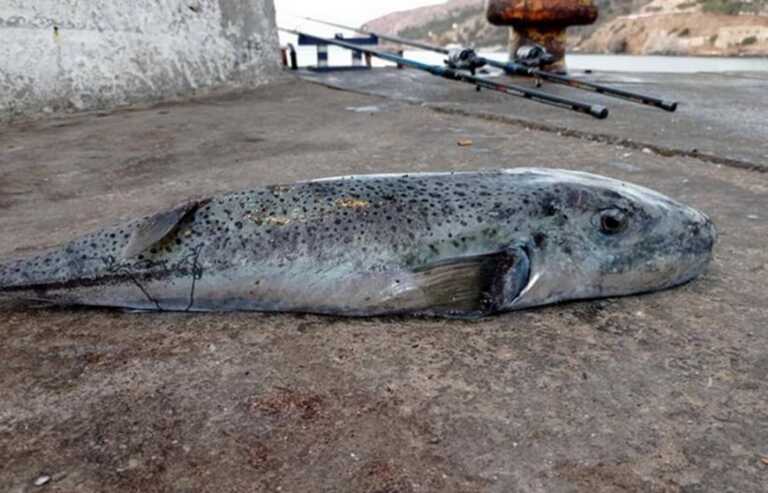 Λαγοκέφαλοι: Ζητούν επικήρυξη μετά από αυτές τις εικόνες – Το επικίνδυνο ψάρι που ζύγιζε 18 ολόκληρα κιλά