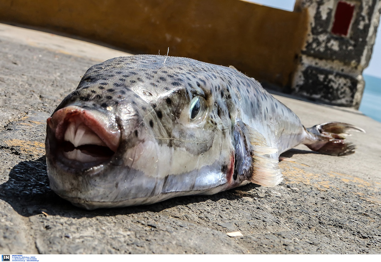 Κρήτη: Λαγοκέφαλος δάγκωσε και έστειλε στο νοσοκομείο ψαρά – Δείτε πώς του επιτέθηκε