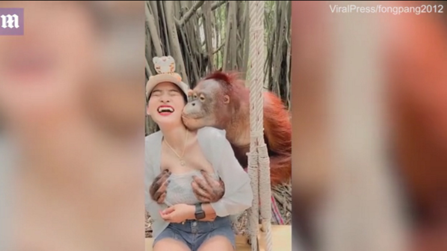 Ασυγκράτητος ουρακοτάγκος σε ζωολογικό κήπο: Βούτηξε τα στήθη τουρίστριας