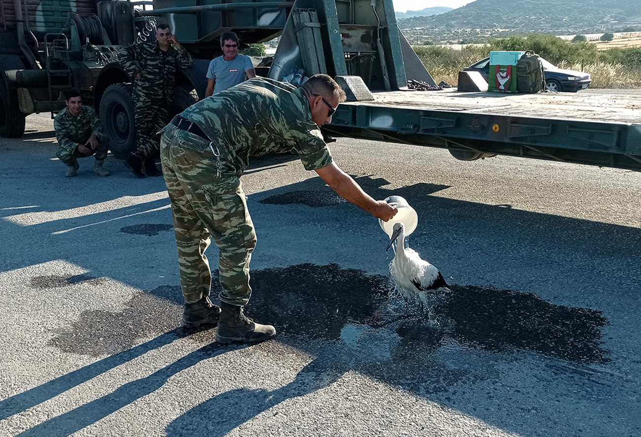 Φωτιά στη Λέσβο: Στρατιώτες δροσίζουν πελαργό που είχε καεί στα πόδια