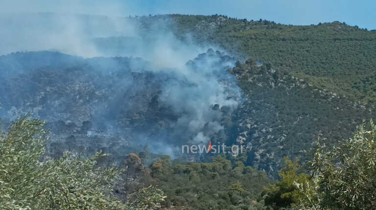 Μέσα σε χαράδρα, καίει δάσος η μεγάλη φωτιά στο Πόρτο Γερμενό - Κάηκαν σπίτια