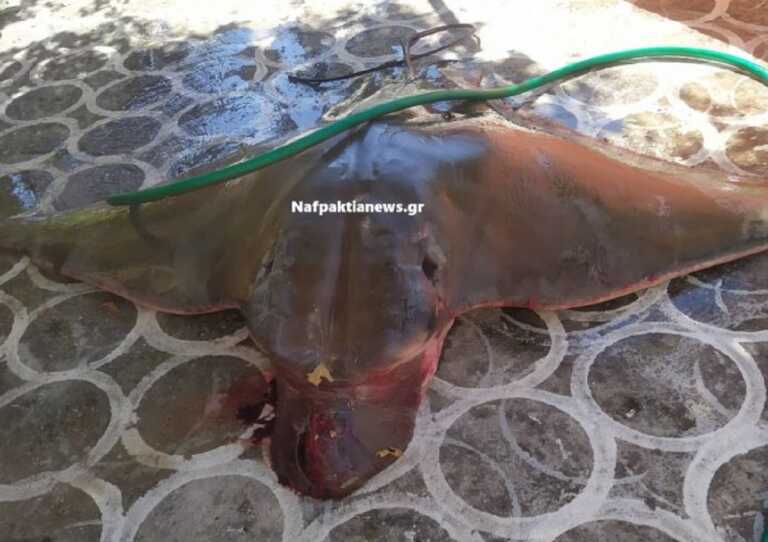 Ναύπακτος: Σαλάχι 120 κιλών έβγαλε με τα δίχτυα του ένας ψαράς