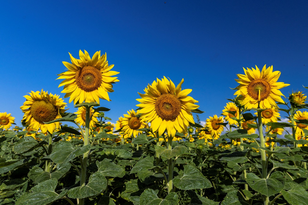 Sunflowers are seen in a field on a warm summer morning in Sullens, Switzerland June 29, 2022.  REUTERS