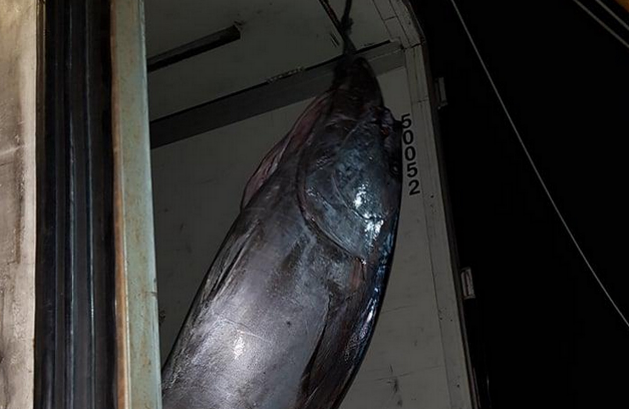 Νάξος: Τόνος 3 μέτρων ζύγιζε 288 κιλά – Δεν μπορούσαν να τον βάλουν σε φορτηγό στο λιμάνι του νησιού