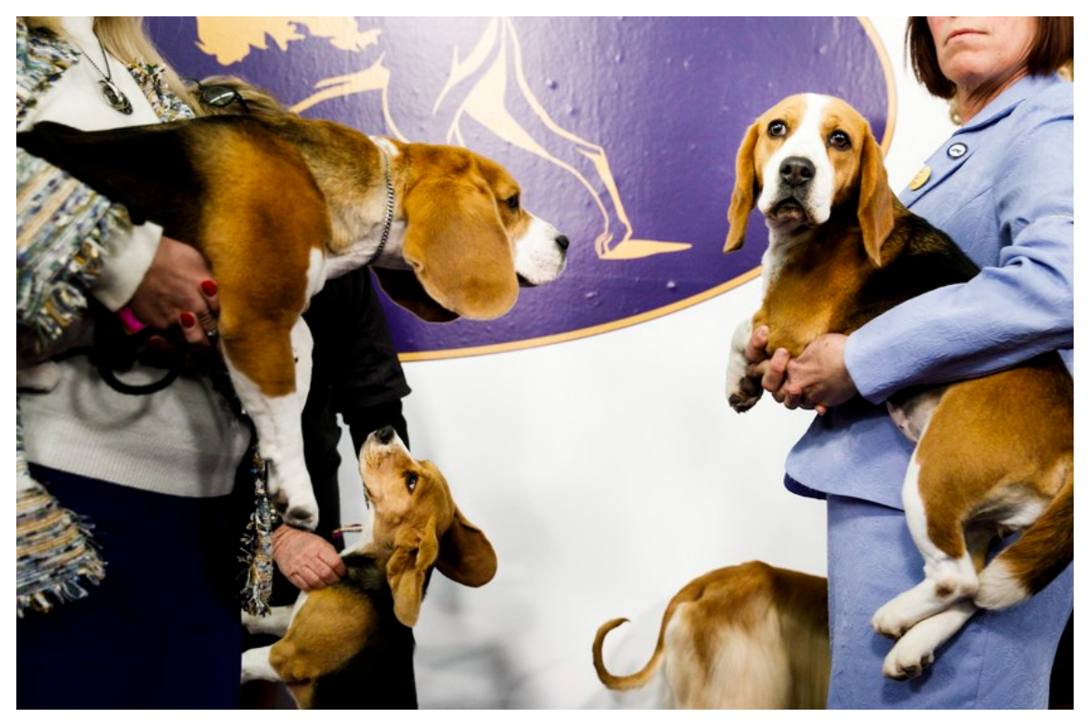 ΗΠΑ: 4.000 σκυλιά beagle σώθηκαν από πειράματα και τώρα αναζητούν σπίτι – Πολλά δεν είχαν δεχθεί ούτε ένα χάδι