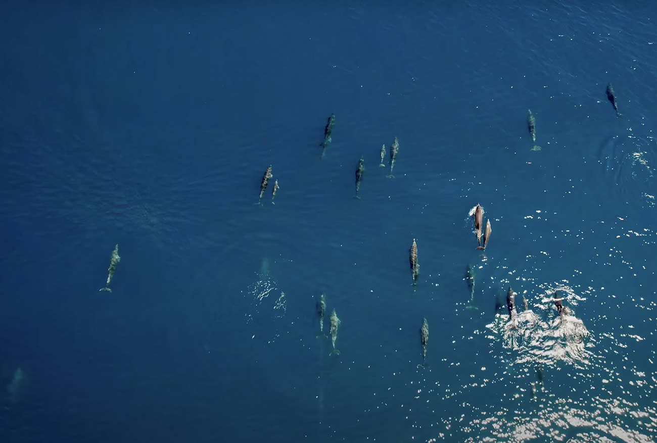 Εντυπωσιακό βίντεο με κοπάδι δελφινιών να «χορεύει» σε θάλασσα της Φθιώτιδας