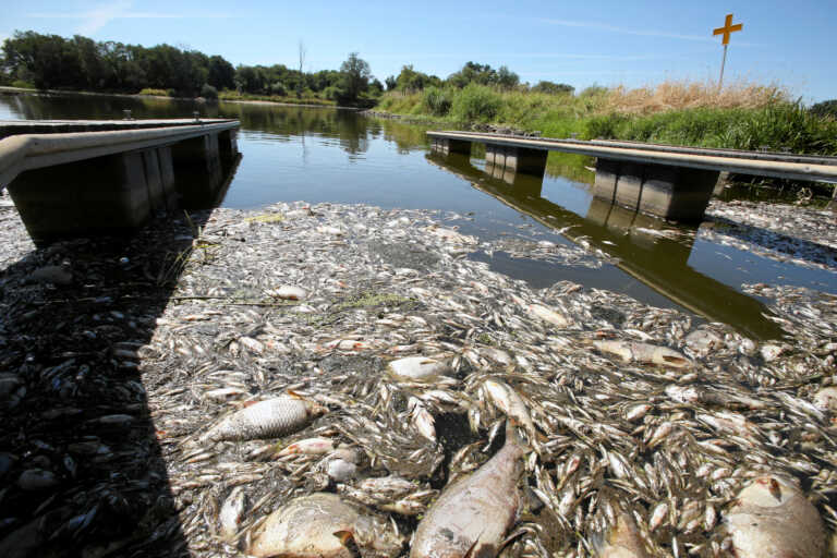 Ποταμός που διαρρέει Πολωνία και Γερμανία γέμισε με νεκρά ψάρια - Εκτιμάται ότι δηλητηριάστηκαν