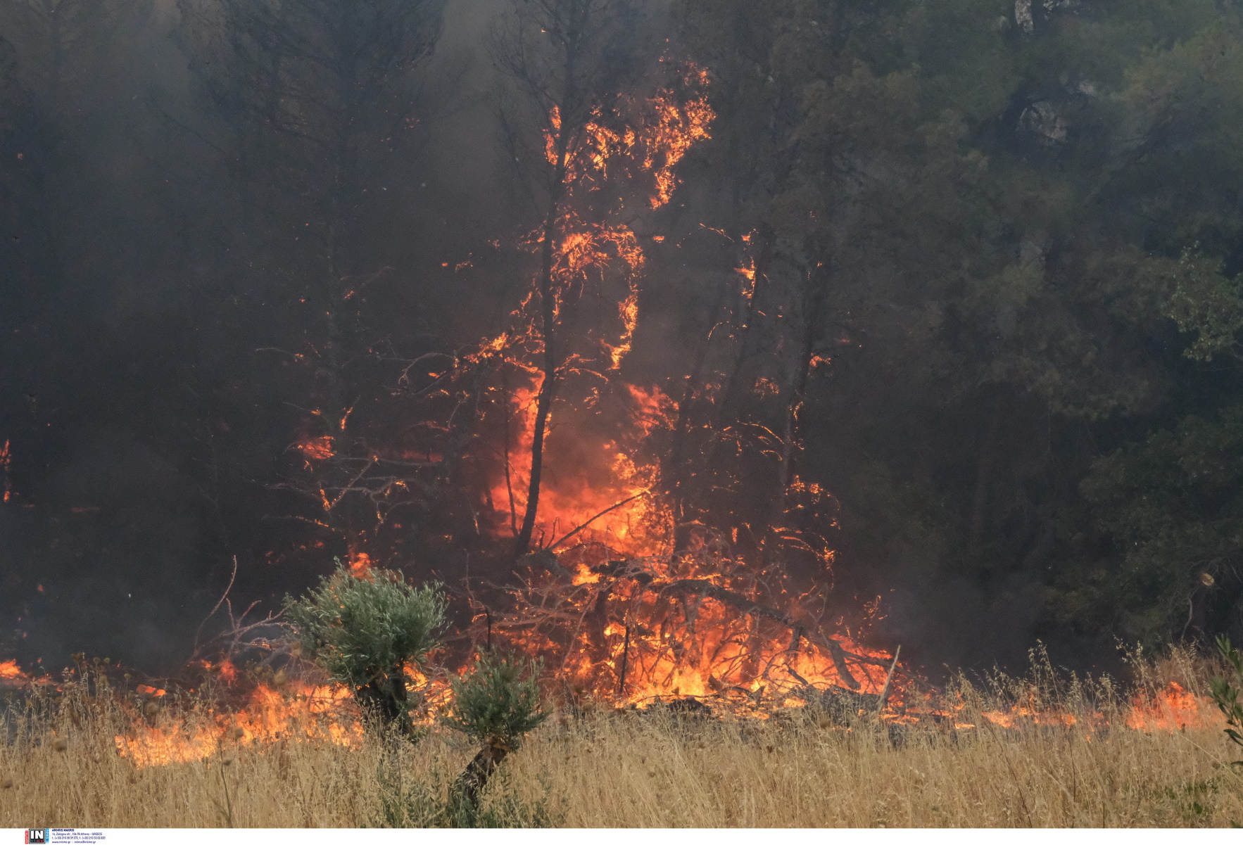 Φωτιά στην Ηλεία: Οι φλόγες τύλιξαν δάσος στην περιοχή Νεάπολη