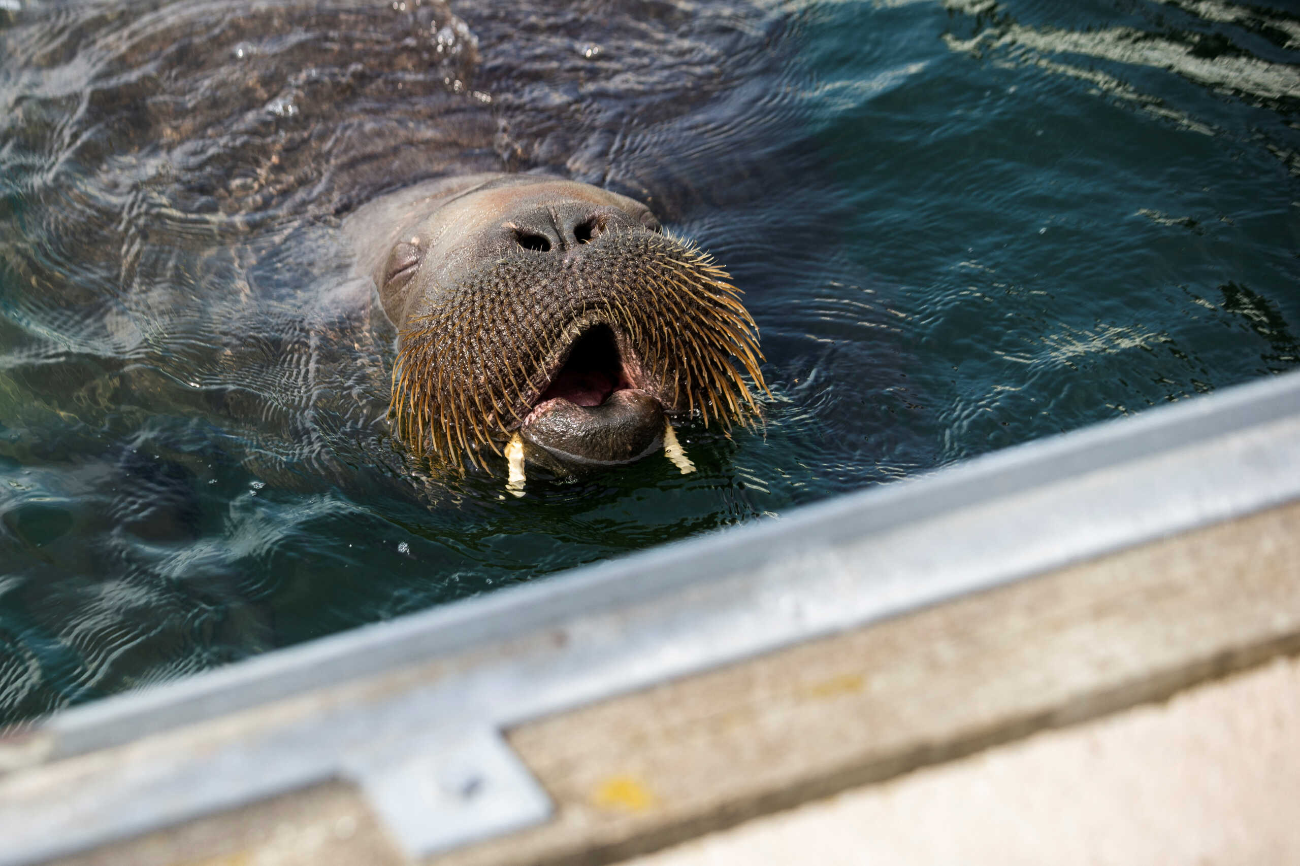 Freya the walrus swims in Frognerkilen bay, in Oslo, Norway July 20, 2022. NTB