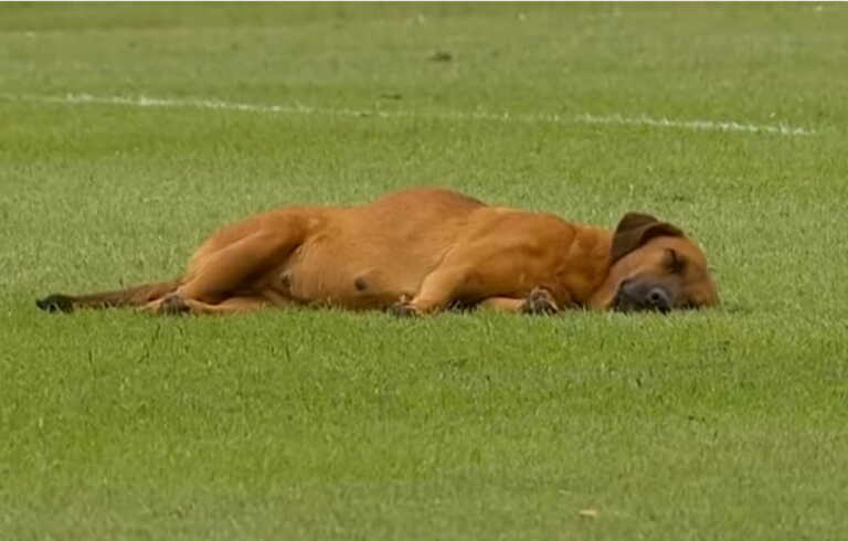 Σκύλος αποκοιμήθηκε στον αγωνιστικό χώρο σε ποδοσφαιρικό αγώνα