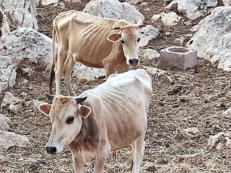 Σκελετωμένες αγελάδες πεθαίνουν από ασιτία στη Θεσπρωτία - «Ένα ολόκληρο χωριό βρωμάει ψοφίμι»