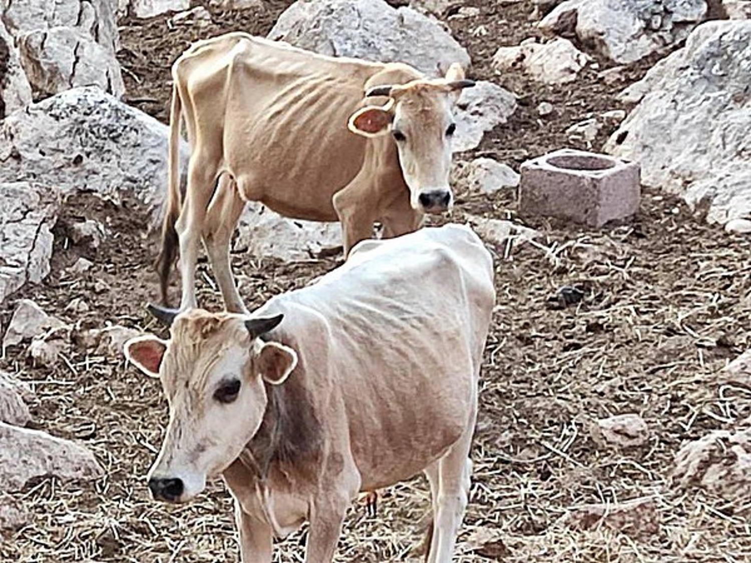 Θεσπρωτία: Σκελετωμένες αγελάδες πεθαίνουν από ασιτία